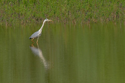 View of a bird in lake