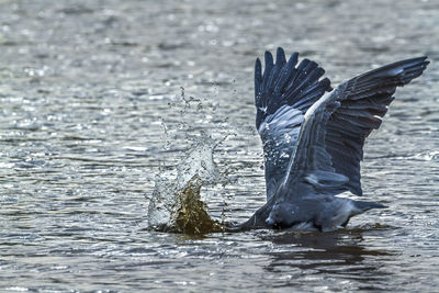 Bird flying over lake