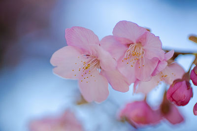 Close-up of pink cherry blossoms 