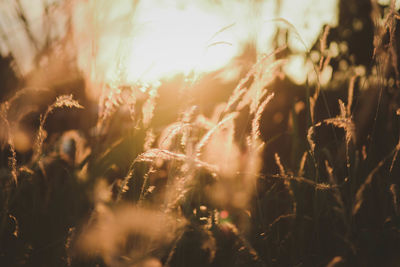 Close-up of stalks in field against sky