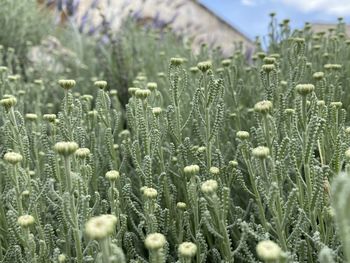 Close-up of flowering plants on field