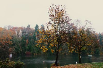 Trees by lake against clear sky during autumn