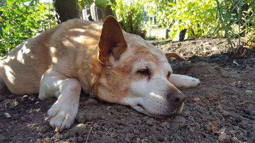 Dog resting on field