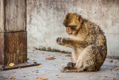 Side view of lion sitting against wall