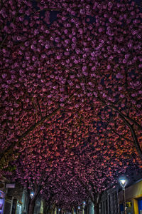 Low angle view of pink flowering tree