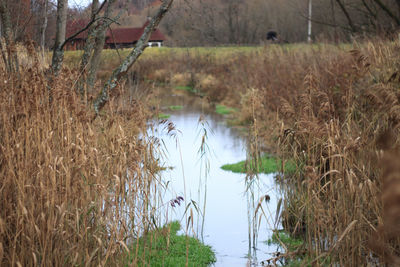 Scenic view of lake