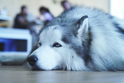 Close-up of dog looking away