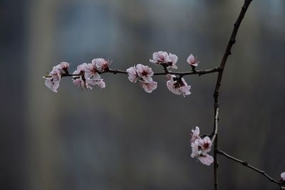 Close-up of flowers on branch