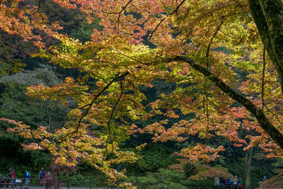 Low angle view of autumnal trees