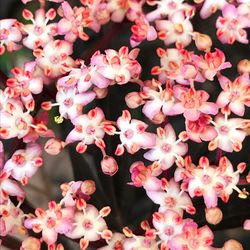 Close-up of flowers blooming outdoors