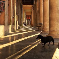 Dog looking at camera