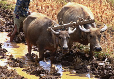 Pair of oxen working in the rice field in indonesia