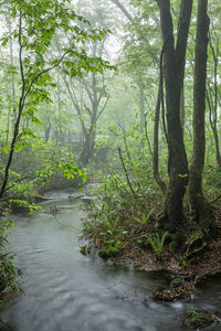 Scenic view of river amidst trees in forest