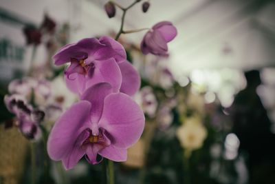 Close-up of pink orchids