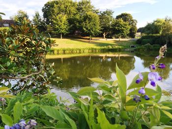 Scenic view of lake with trees in background