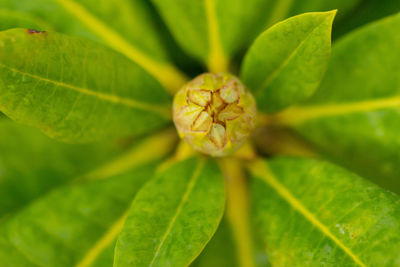 Close-up of plant