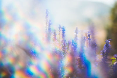 Close-up of flowers against blurred background