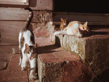 Cat sitting on a wall