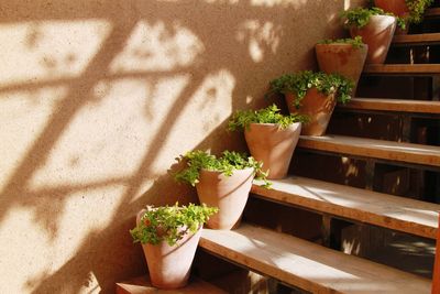 High angle view of potted plant on table