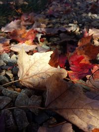 Close-up of dry leaves on ground