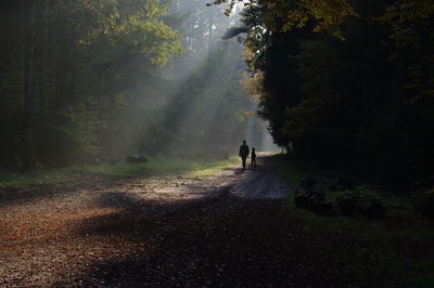 People walking on road amidst trees in forest