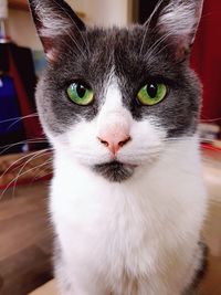 Close-up portrait of a cat