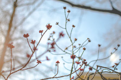Low angle view of cherry blossom