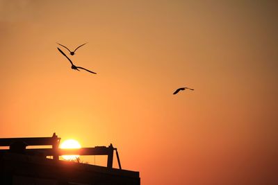 Silhouette of birds flying in sky during sunset