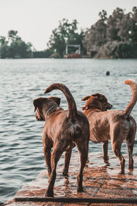 Dogs running in lake