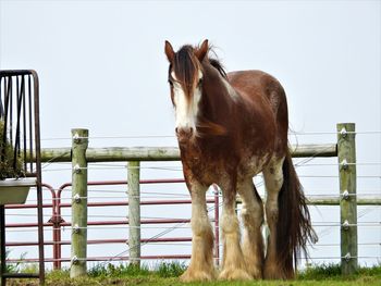 Horse standing in ranch against clear sky