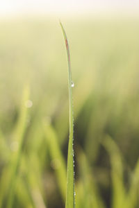 Close-up of wet grass