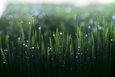 Close-up of wet grass