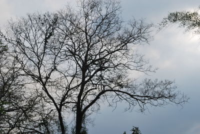 Low angle view of bare tree against sky