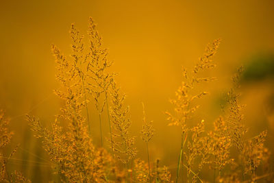 Enchanting wilderness. native plants flourishing in summer's embrace in northern europe