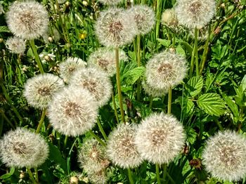 Close-up of dandelion