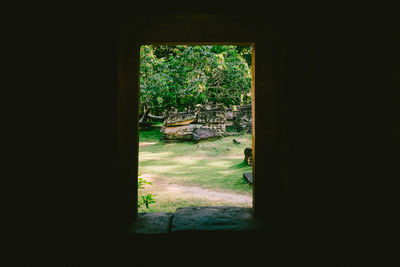 Trees seen through window