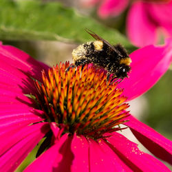 Close-up of insect on pink flower
