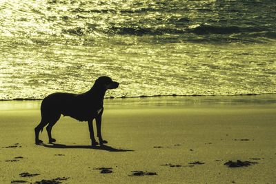 Dog on beach