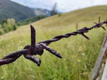 barbed wire