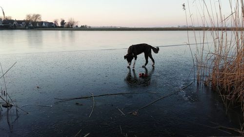 Man with dog on lake against sky during sunset