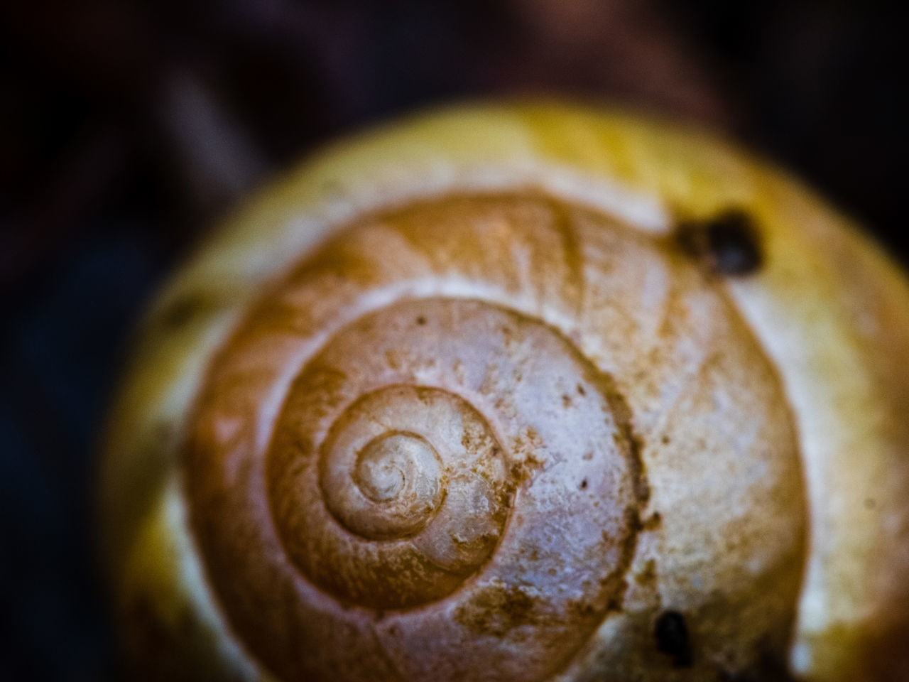 CLOSE-UP OF SNAIL ON THE GROUND