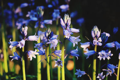 Close-up of purple flowering plants on field