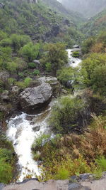 Scenic view of waterfall in forest