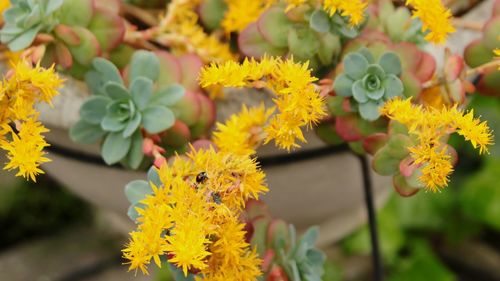 High angle view of butterfly on yellow flowers