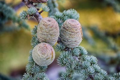 Close-up of pine cones on field