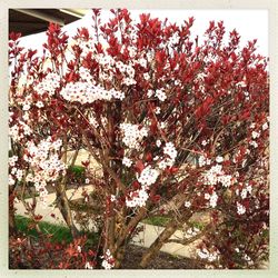 Flowers growing on tree