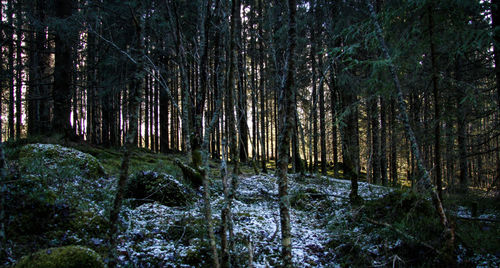 Trees in forest