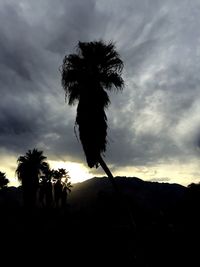 Low angle view of palm trees against cloudy sky