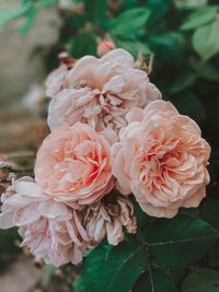 Close-up of pink rose