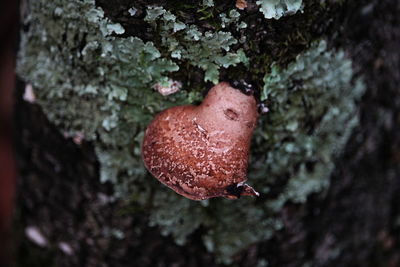 Close-up of mushroom growing on tree trunk